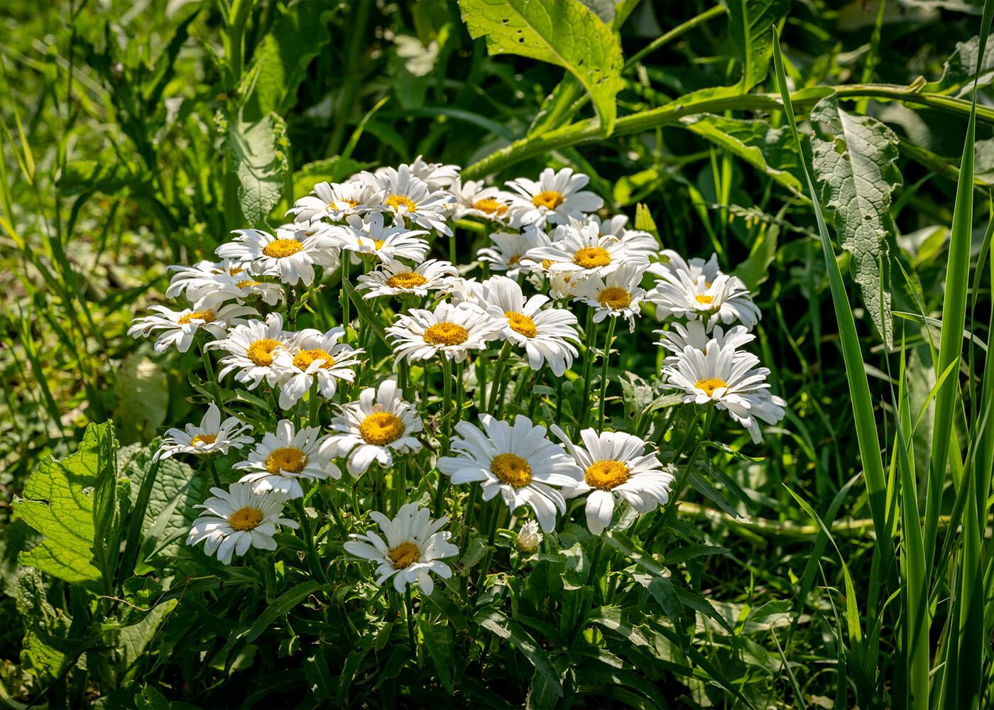 Gänseblümchengelee