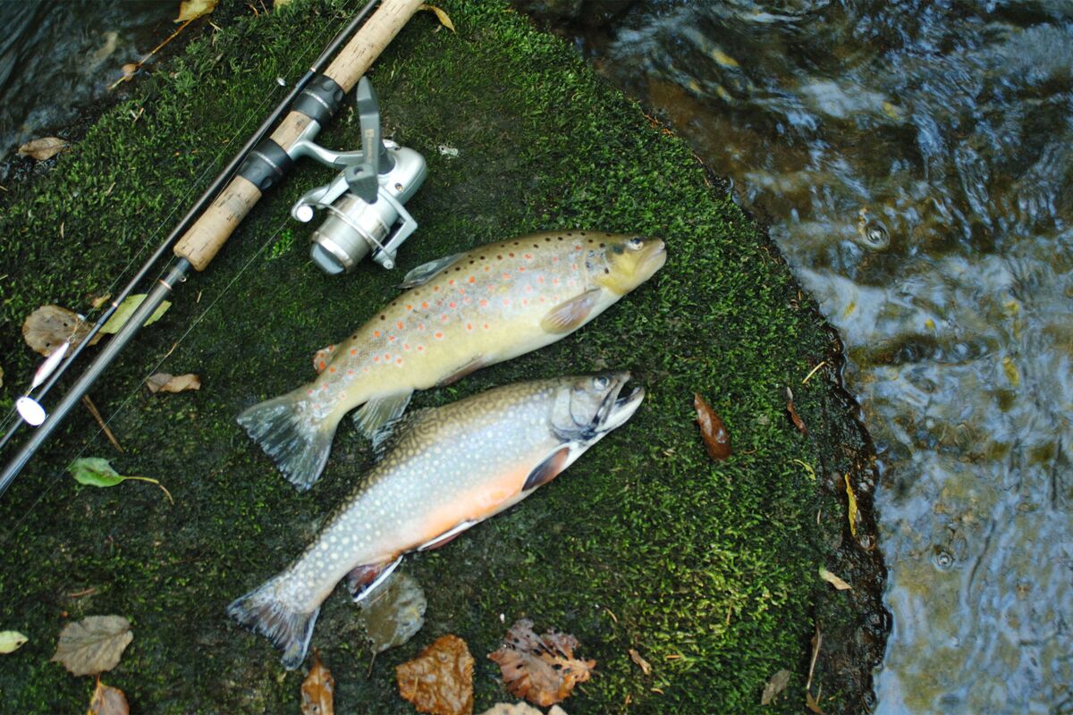 Angeln im eigenen Fischweiher