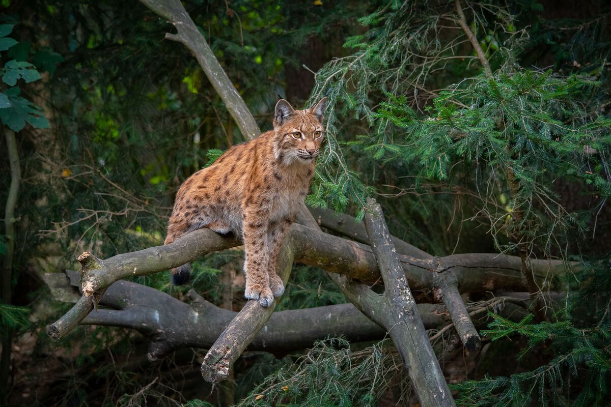 Luchs im Nationalpark Bayerischer Wald