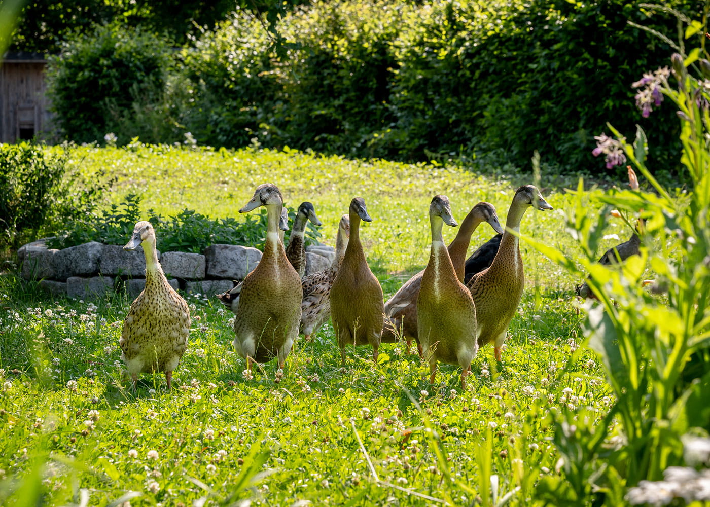 Enten als natürliche Schneckenabwehr